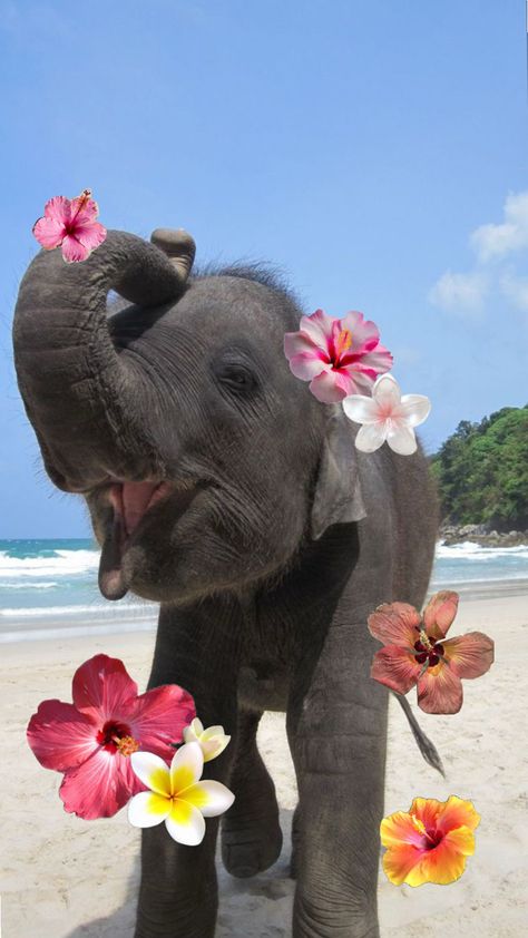 Hawaii Animals, Egirl Photos Ideas, Elephant Aesthetic, Elephant Cute, Elephant Wallpaper, Elephant Pictures, Baby Elephants, Elephant Painting, Favorite Animals