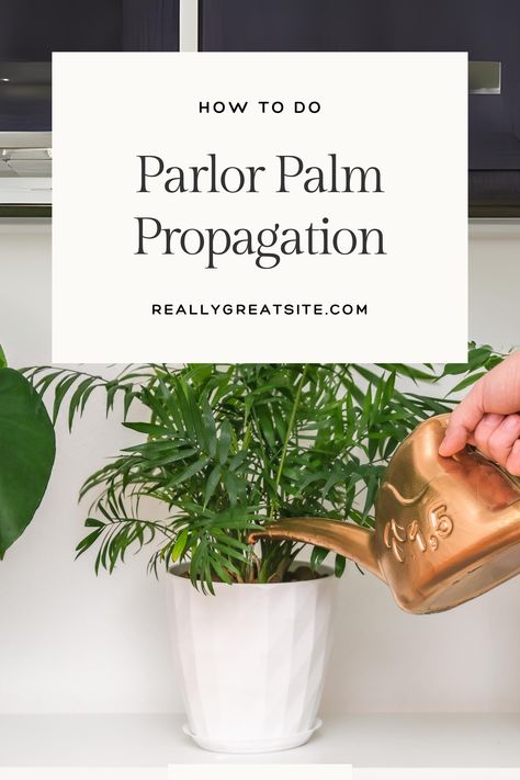 Discover the secrets of parlor palm propagation! 🌿✨ Transform your indoor space into a lush jungle oasis with these easy tips. 🏡💚 #PlantPropagation #ParlorPalm #IndoorJungle #HouseplantCare #GreenThumb Jungle Oasis, Lush Jungle, Parlor Palm, Palm Plant, Indoor Jungle, House Plant Care, Propagating Plants, Lush Green, Green Thumb