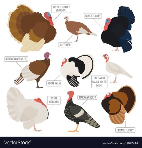 Chicken Composting, Turkey Breeds, Raising Turkeys, Black Turkey, Turkey Farm, Pig Breeds, Raising Farm Animals, Animal Body Parts, Rare Fish