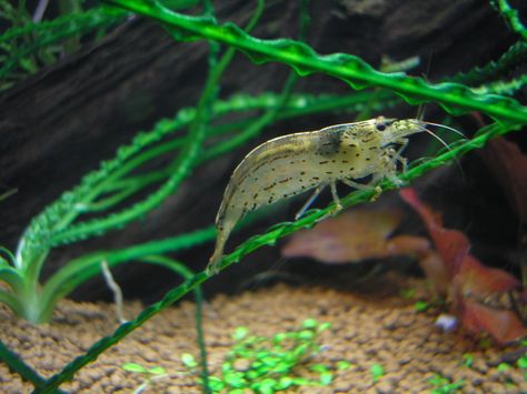 Amano Shrimp, Shrimp Tank, Planted Tank, Betta Tank, Flora Fauna, Fish Pet, Fresh Water, Fish, Health