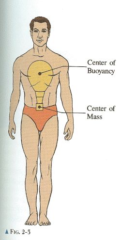 When a person is standing straight up with their arms down by their sides, their center of mass is only a few centimeters below the navel Rotational Motion, Standing Straight, Biology Facts, Biology, Physics, Motion, Human Body, Science, Human