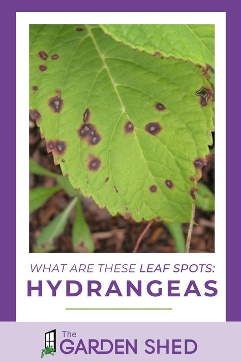 Brown Spots On Hydrangea Leaves, Black Spots On Hydrangea Leaves, Hydrangea Diseases, Hydrangea Plant Care, Hydrangea Tree, Hydrangea Leaves, Hydrangea Landscaping, Bigleaf Hydrangea, Big Leaf Hydrangea