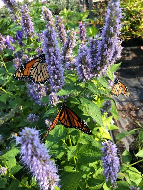 How To Attract Monarch Butterflies To Your Yard - Butterfly Bush Aesthetic, Lydia Astetic, Butterfly Farm Aesthetic, Kiana Core Vibe, Butterfly Garden Aesthetic, Butterflies In Garden, Monarch Butterfly Aesthetic, Butterfly Garden Ideas, Butterfly In Garden