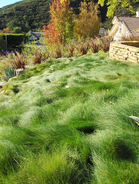 Red Fescue. Nutrient Accumulator. Fescue Grass Lawn, Spanish Style Patio, Fescue Lawn, Fescue Grass, Small Cottage House Plans, Red Pictures, Grasses Garden, Backyard Inspo, Yard Design