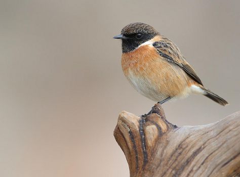 Stonechat Stonechat Bird, Birdhouse In Your Soul, Stonechat, Nuthatches, Flycatchers, Common Birds, British Birds, Painting Nature, Chickadees