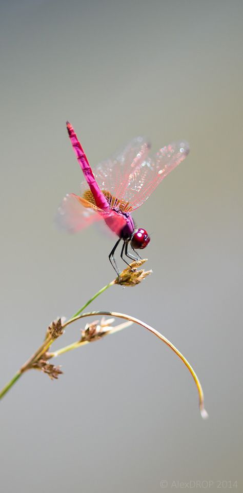 Pink Dragonfly Tattoo, Dragonfly Tatoos, Dragon Fly Photography, Pink Insect, Baby Dragonfly, Pink Dragon Millipede, Dragon Fly Photo, Macro Dragonfly, Dragonfly Images