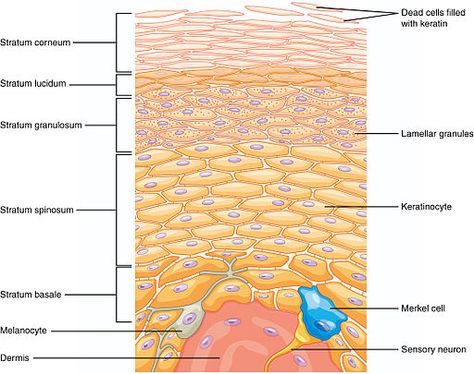 Skin Structure: it is very important to understand what goes on at “skin level” if we want to formulate effective and safe cosmetics Anatomi Dan Fisiologi, Stratified Squamous Epithelium, Langerhans Cell, Skin Anatomy, Basement Membrane, Integumentary System, Layers Of The Epidermis, Skin Moles, Nerve Fiber