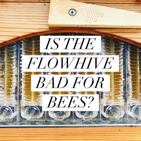 The drama surrounding the Flow Hive is unending and riddled with misinformation. Beekeepers are infamous for our diverse and contrasting opinions, but the controversy over the Flow Hive is so extre… Harvesting Honey, Flow Hive, Backyard Bee, Beekeeping For Beginners, Raising Bees, Backyard Beekeeping, Bee Keeper, Learn Faster, Like A Girl