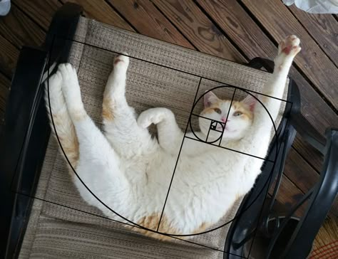 She's Been Sleeping On My Deck All Day And Night For Two Weeks. I Guess I Have A Cat Now Golden Ratio In Nature, Golden Ratio Art, Fibonacci Golden Ratio, Divine Proportion, Cat Language, Fibonacci Sequence, Fibonacci Spiral, Time Space, Foto Tips