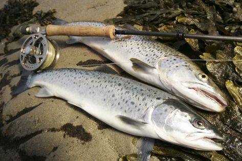 How To Catch Trout, Trout Fishing Gear, Sea Trout, Trout Fishing Tips, Types Of Insects, Fly Fishing Tips, Pike Fishing, Fly Fishing Flies Trout, Fly Tying Patterns