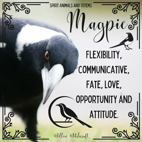 Magpie Willow Witchcraft Magpie Spiritual Meaning, Magpie Meaning, Magpie Symbolism, Animal Omens, Thanks Universe, Animal Totem Spirit Guides, Spiritual Animals, Pagan Aesthetic, Spirit Animal Meaning