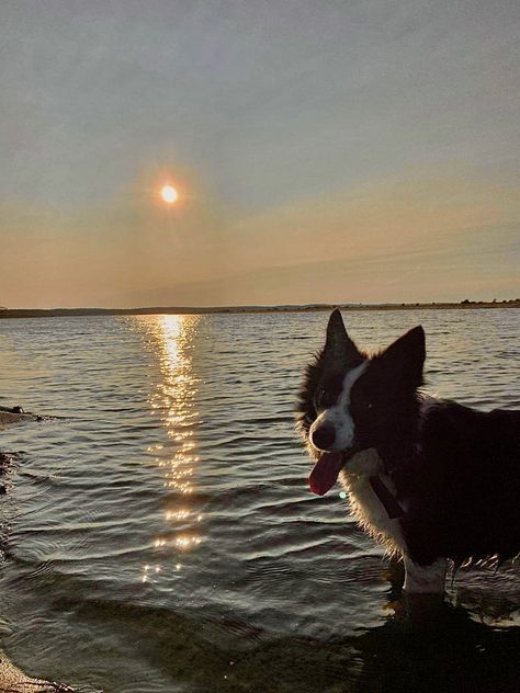 Beach Aesthetic Family, Beach Dog Aesthetic, Dog Walker Aesthetic, Dog Walk Aesthetic, Dog Walking Aesthetic, Border Collie Aesthetic, Collie Aesthetic, Poland Aesthetic, Silly Dogs