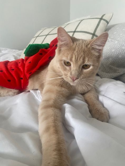 blonde tabby cat in a strawberry costume so cute Cream Tabby Cat, Blond Cat, Baby Labrador, 2014 Aesthetic, Beige Cat, Favorite Aesthetic, Cream Cat, Cat Light, Blonde Cat