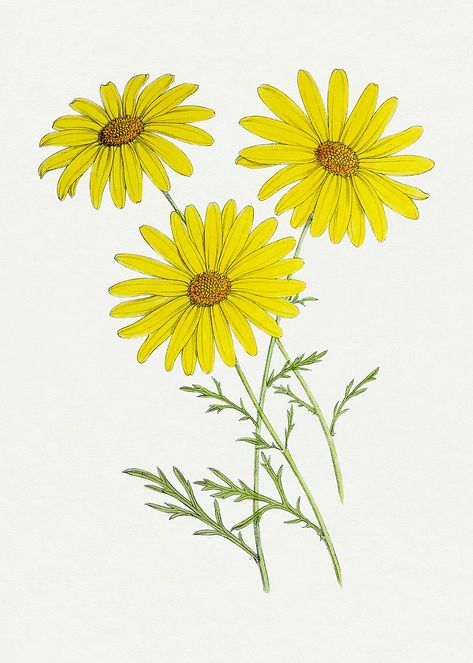 Easy Chrysanthemum Drawing, Yellow Flowers Illustration, Yellow Flowers Drawing, Vintage Images Printable, Botanical Plates, Daisy Flower Drawing, Daisy Image, Doodle Pictures, Yellow Chrysanthemum