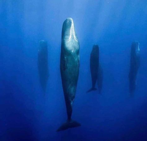 Pictures Worth More Than 1000 Words (23 images) Sperm Whale, French Photographers, Nikola Tesla, In The Ocean, Hiroshima, Whales, 그림 그리기, Sea Creatures, Sea Life