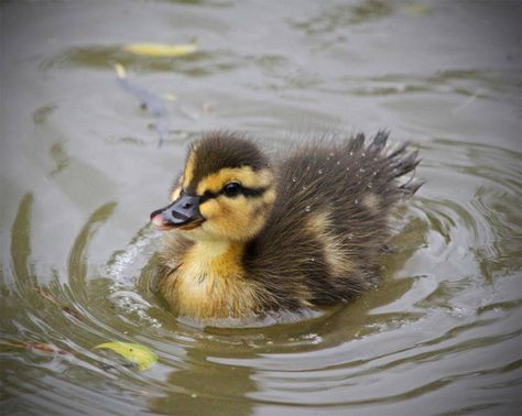 When I grow up I'm going to have and duck just like this and a dashound and life on a lot of property. Ducklings In Water, Ducks In Water, Duck In Water, Duck Pictures, Pet Ducks, Cute Ducklings, Baby Duck, Baby Animals Pictures, Baby Ducks