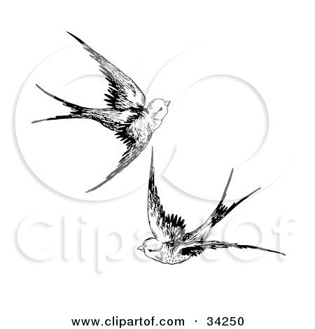 Sparrow Flying Drawing at PaintingValley.com | Explore collection of Sparrow Flying Drawing Two Birds Tattoo, Flying Drawing, Swallow Bird Tattoos, Fly Drawing, Flying Bird Tattoo, Sparrow Tattoo, Swallow Tattoo, Flying Together, Bird Flying