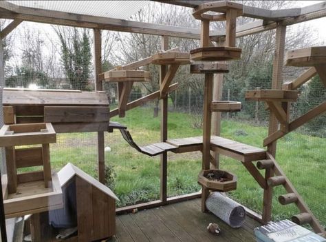 Cat Walkway Outdoor, Indoor Raccoon Enclosure, Raccoon Habitat Ideas, Raccoon Enclosure Ideas, Pet Raccoon Enclosure, Cat Runs Enclosure, Cattery Ideas Cat Room, Raccoon Enclosure, Cat Enclosure Outdoor