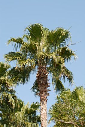 Facts About Florida's State Tree. The official Florida state tree is the sabal palm. It is also known as the palmetto, sabal palmetto and the cabbage palm. The tree is a member of the Arecaceae family and is native to the southeastern United States, Cuba and the Bahamas. Tattoo Shapes, Sabal Palmetto, Queenslander Architecture, Art Fodder, Moody Coastal, Florida Gardens, Sabal Palm, Palm Tree Images, Florida Trees