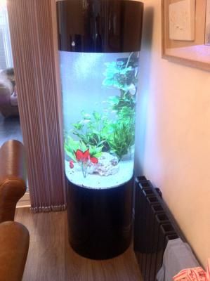 Designer Cylinder Aquarium - Click to View | Bespoke Designer Aquariums & Custom Fish Tank Accessories, Aquarium Installation and Maintenance Corner Aquarium Ideas, Cylinder Fish Tank, Corner Fish Tank, Cylinder Aquarium, Plexiglass Ideas, Extra Bedroom Ideas, Modern Fish Tank, Corner Aquarium, Fish Tank Coffee Table