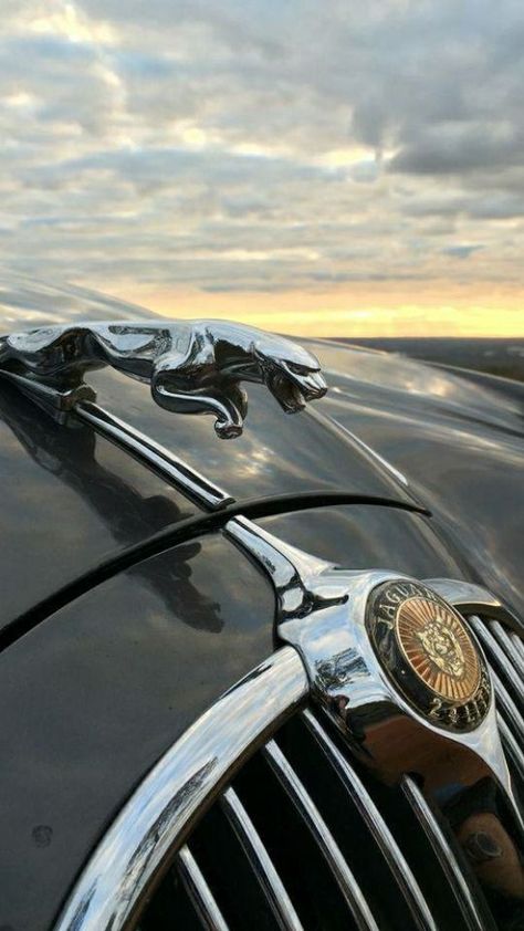 Jaguar Car Logo, Jaguar V12, Jaguar Mk2, Jaguar Type E, Jaguar (cars), Jaguar Car, Classic Motors, Car Emblem, Hood Ornaments