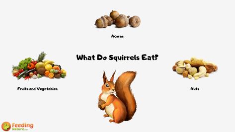 Feeding Squirrels, What Do Squirrels Eat, Squirrel Food, Tasty Foods, Eat Fruit, Bird Food, Foods To Avoid, Animal Facts, Slushies