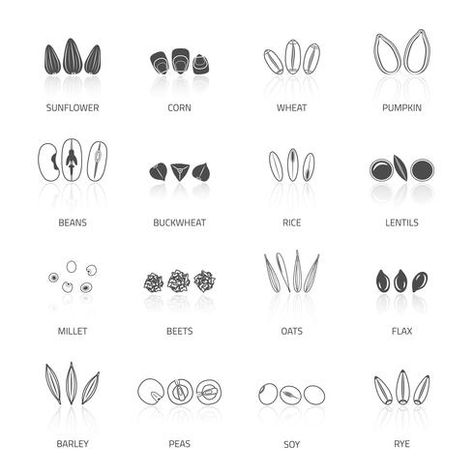 Seed Icon Set Seeds Tattoo, Seed Drawing, Seeds Illustration, Character Environment, Seed Tattoo, Queen Concert, Seed Illustration, Seed Logo, Seed Dispersal