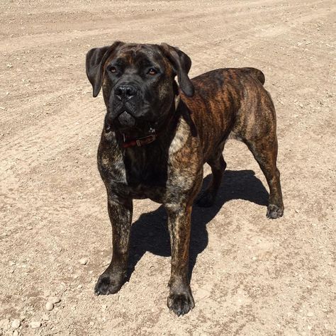 Brindle English Mastiff, Boerboel Mastiff, Evans Aesthetic, African Boerboel, English Mastiff Puppies, Fit Dogs, Mastiff Puppies, Cane Corso Dog, Corso Dog