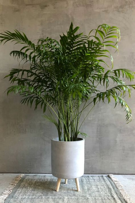 Neanthe Bella Palm, Chamaedorea Elegans, Wooden Garden Bed, Wholesale Plants, Parlor Palm, Bohemian Living Rooms, Floor Plants, Palm Plant, Decor Minimalist