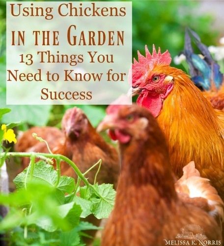 Chickens In The Garden, Slugs In Garden, Best Egg Laying Chickens, Egg Laying Chickens, Raising Backyard Chickens, Backyard Poultry, Homestead Gardens, Natural Pest Control, Keeping Chickens