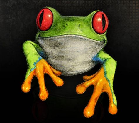 frog paintings - a gallery on Flickr Tree Frog Art, Red Eyed Frog, Tree Frog Tattoos, Red Eyed Tree Frog, Frog Pictures, Frog Tattoos, Frog Drawing, Funny Frogs, Frog Art