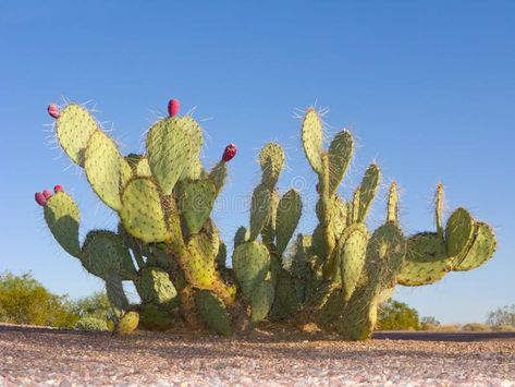 Paddle Cactus, Pear Cactus, Prickly Pear Cactus, Desert Flowers, Arizona Desert, Southwest Desert, Desert Sunset, Southwest Art, Desert Landscape