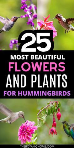 Transform your yard into a backyard birds sanctuary with these stunning hummingbird garden flowers and butterfly garden plants. Discover the top hummingbird plants and hummingbird flowers that will attract hummingbirds and attracting butterflies to your garden. Ideal for flower gardening enthusiasts, these hummingbird plants perennials will keep your garden lively with hummingbird food and hummingbird nectar sources all season long. Hummingbird Favorite Flowers, Flowers That Hummingbirds Like, Hummingbird Container Garden, Hummingbird Plants Perennials, Sun Flower Garden, House Flower Garden, Hummingbird Garden Flowers, Plants For Hummingbirds, Backyard Flower Bed