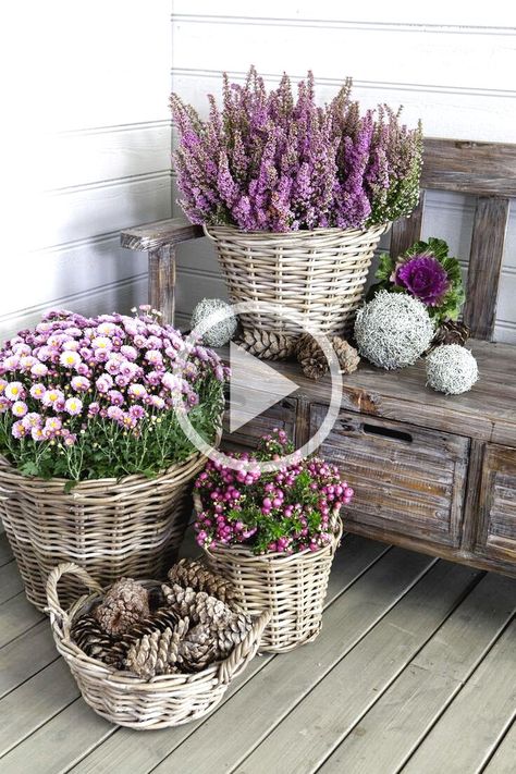 ✓✓ Mums are an essential fall decorating element in Southern homes and gardens because they're sun-loving and easy to replant year after year. Potted mums are especially welcoming on a porch...ont or back...ranged alongside stacks of festive pumpkins. We also love our container gardening read as easy...fordable... green thumb required...d these potted mums are some of the best ones we've seen. Start by taking a crash course from Grumpy about caring for potted mum!! Potted Mums, Braided Rag Rugs, Diy Front Porch, Front Porch Christmas Decor Ideas, Porch Christmas Decor Ideas, Southern Homes, Diy Pots, Porch Christmas Decor, Front Porch Christmas