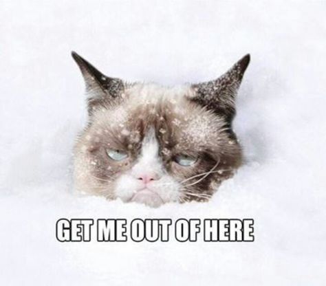 Grumpy cat: Get me out of here Grumpy Cat Quotes, Winter Humor, Get Me Out Of Here, Hate Winter, Big Room, Grumpy Cat Humor, Progressive House, Friday Favorites, Pictures Of The Week