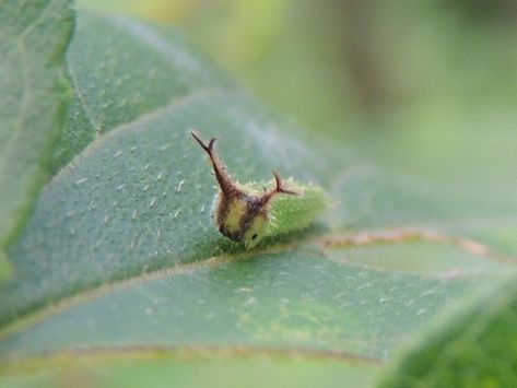 Japanese Emperor Caterpillar, Emperor Caterpillar, Pretty Bugs, Japanese Emperor, Cool Insects, Cool Bugs, Beautiful Bugs, Creepy Crawlies, Arthropods