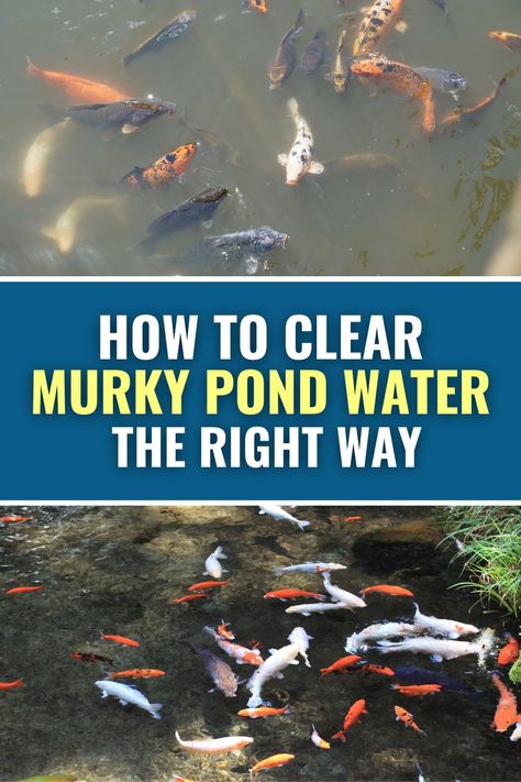 Murky, cloudy pond water can be a real nuisance. Find out what's causing the pond water to look cloudy and how to get it clear again without the use of chemicals! Toad Pond, Diy Pond Bog Filter, Easy Clean Duck Pond, Cleaning Ponds Tips, Patio Ponds, Outdoor Fish Ponds, Allotment Planning, Clear Pond Water, How To Keep Pond Water Clear Naturally