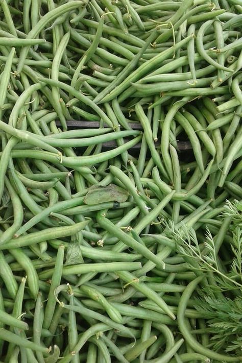 Bulk Diet, Bean Photography, Snap Beans, Hillsboro Oregon, String Bean, Ecommerce Logo, Recipe Organization, Buy Local, Green Spring