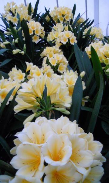 Clivia miniata 'Longwood Debutante' in the research greenhouses. Clivia Plant, Clivia Miniata, Longwood Gardens, Garden In The Woods, Tropical Landscaping, Mellow Yellow, Tropical Garden, Flowers Nature, Outdoor Plants