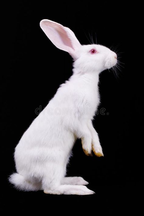 Fluffy white rabbit. White rabbit standing on its hind legs. Side view. Black ba , #AD, #White, #standing, #rabbit, #Fluffy, #white #ad Bunny Side Profile, Rabbit Standing, Rabbit Pictures, Rabbit Photos, Rabbit Illustration, White Rabbits, Architecture Tattoo, Funny Tattoos, Animal Sketches