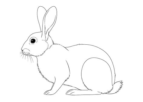 This step by step tutorial shows how to draw a rabbit from the side view and provides detailed illustrated examples for each step. Bunny Side Profile Drawing, Bunny Drawing Side View, Bunny Side View, Rabbit Side View Drawing, How To Draw A Rabbit, Drawings Of Rabbits Easy, Rabbit Standing Up Drawing, Rabbit Sketch Simple, How To Draw A Rabbit Step By Step Easy