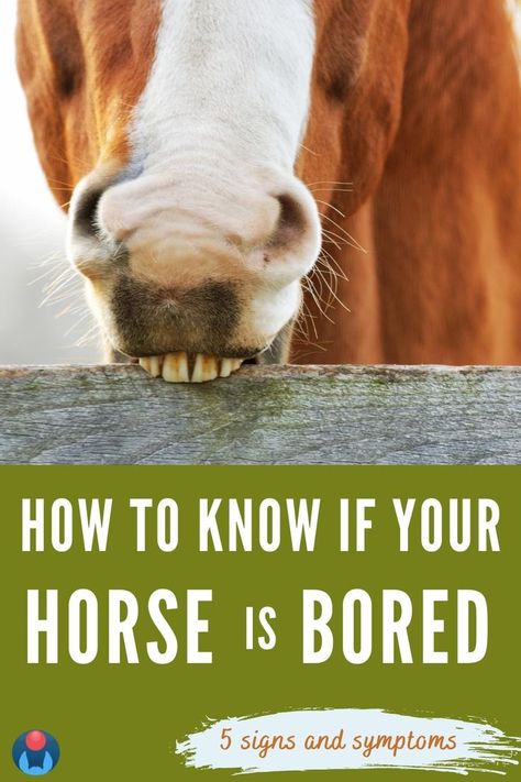 A closeup photo of a chestnut horse with white blaze chewing or cribbing on a wooden board fence. Lower half of Pin shows white text on olive background that reads: How to Know if Your Horse is Bored. 5 Signs and Symptoms. Enriching Equines logo of light blue horse ears and red ball in a dark blue circle in lower left. Riding Ideas, Horse Behavior, Paddock Paradise, Attitude Problem, Horse Products, Horse Riding Tips, Riding Tips, Bonding Activities, Horse Ideas