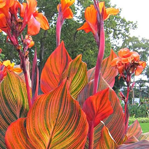 Canna Lily Orange Tropicana Live Plant V A R I E G A T E D RED Yellow - (1) Plant Canna Lily Care, Canna Flower, Lily Seeds, Canna Lily, Bonsai Seeds, Lily Bulbs, Fleur Orange, Plant Seedlings, Leaf Patterns