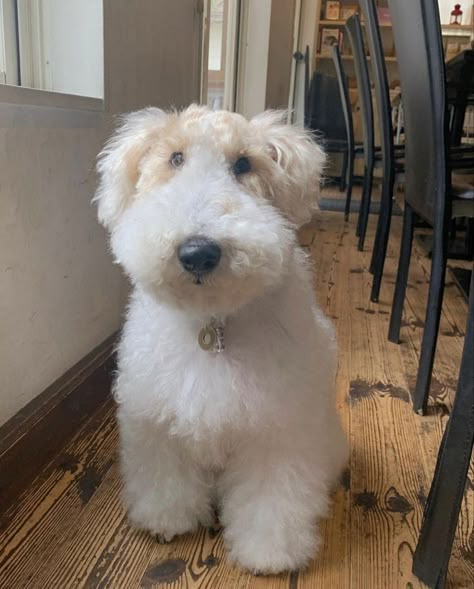 Small Dog Aesthetic, Poodle Breeds, Curly Dog, Cute Fluffy Dogs, Fluffy Dog, Wire Fox Terrier, Fluffy Dogs, White Dog, Fox Terrier