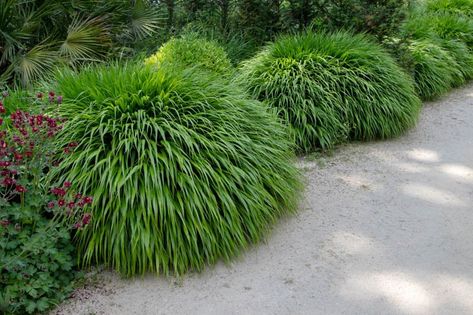 The Best Low Maintenance Shade Plants — Meadowlark Journal Shade Tolerant Grass, Hakone Grass, Hakonechloa Macra, Deer Resistant Flowers, Japanese Forest, Perennial Grasses, Deer Resistant Plants, Big Plants, Hakone