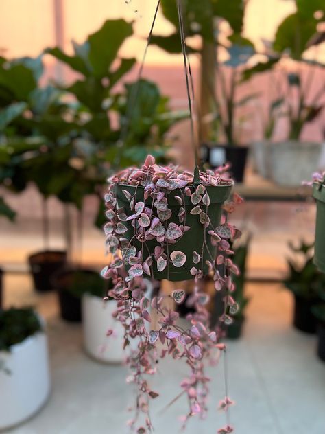 Trailing Succulents, String Of Hearts Plant, Ceropegia Woodii, Flora Grubb, String Of Hearts, Plant Goals, Hanging Succulents, Trailing Plants, Garden Nursery