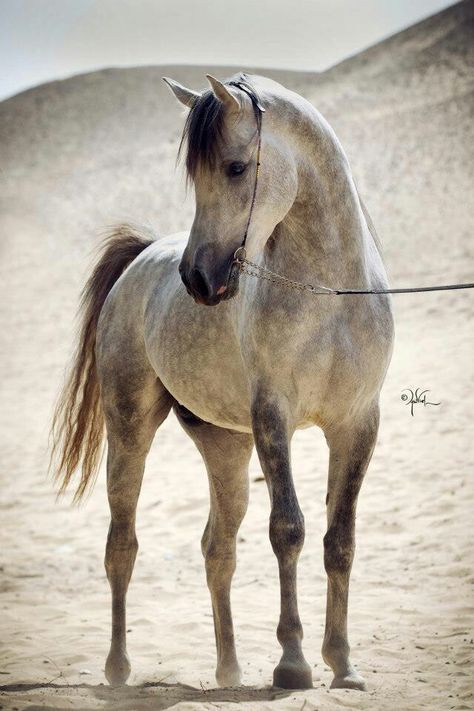 Beautiful dappled grey Arabian. Arabian Painting, Horse Sketches, Arab Horse, Hyperrealism Paintings, Painted Horse, Pony Breeds, Horse Sketch, Beautiful Arabian Horses, Most Beautiful Horses