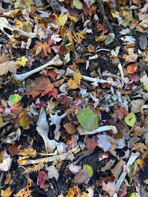 Bone Hunting Aesthetic, Bones And Mushrooms, Deer Bones, Bones Aesthetic, Bone Hunting, Cannibalcore Aesthetic, How To Find Bones In The Woods, Forest Cryptid Aesthetic, Bones And All Aesthetic