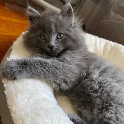 I love this feline! #cats #catsoftwitter #catstagram #nebelung #catlover #instacat #instapet #CatLovesBest Nebelung Cat, Nebelung, Cat Lounge, Product Recommendations, Cute Cats And Dogs, Cute Creatures, Pretty Cats, Beautiful Cats, Your Pet