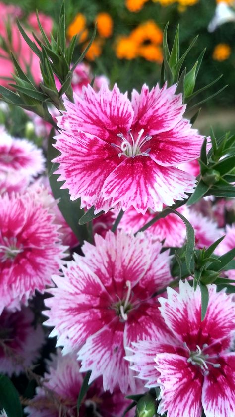 Dianthus chinensis China pink Herbaceous perennial Dianthus Chinensis, Herbaceous Perennials, Mother Nature, Flower Power, Perennials, Beautiful Flowers, Lion, China, Plants